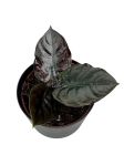 Alocasia Infernalis 'Black Magic' - M
