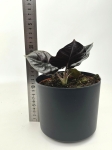 Alocasia Infernalis 'Black Magic' - M