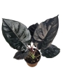 Alocasia Infernalis 'Black Magic' - zdjęcie poglądowe gatunku