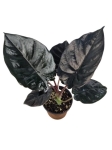 Alocasia Infernalis 'Black Magic' - zdjęcie poglądowe gatunku