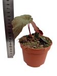 Begonia Pavonina - M