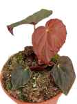 Begonia Pavonina - M