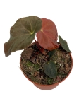Begonia Pavonina - M