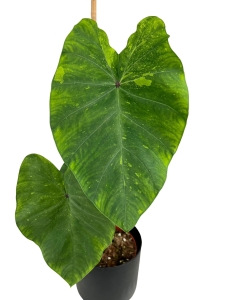 Colocasia esculente Lemon Lime Gecko
