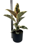 Ficus elastica Tineke - L