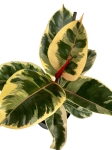 Ficus elastica Tineke - L