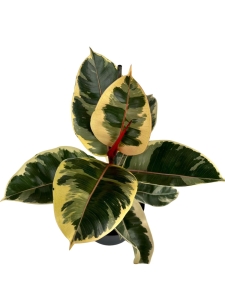 Ficus elastica Tineke - L