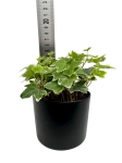 Hedera helix variegata