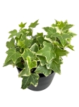 Hedera helix variegata