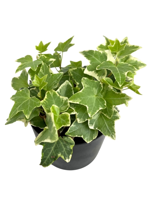 Hedera helix variegata