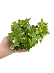 Hedera helix variegata
