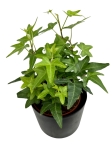 Hedera helix green