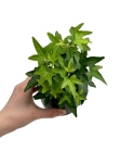 Hedera helix green