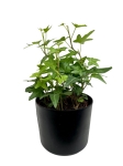 Hedera helix green