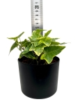 Hedera helix yellow variegata