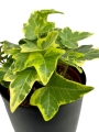 Hedera helix yellow variegata