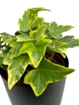 Hedera helix yellow variegata