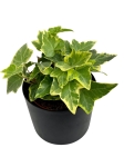 Hedera helix yellow variegata