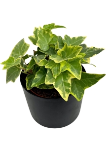 Hedera helix  yellow variegata 