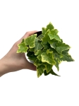 Hedera helix yellow variegata