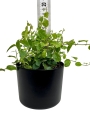 Ficus pumila White Sunny
