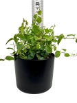 Ficus pumila White Sunny