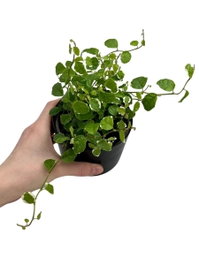 Ficus pumila White Sunny - S