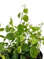 Ficus pumila White Sunny