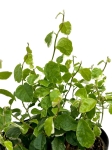 Ficus pumila White Sunny