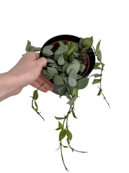 Hoya krohniana eskimo - M