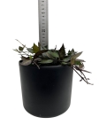 Hoya krohniana black leaves - M