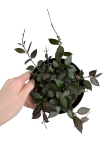 Hoya krohniana black leaves - M