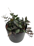 Hoya krohniana black leaves - M