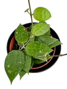 Hoya parasitica "Black Edge" - M