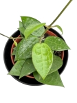 Hoya parasitica "Black Edge" - M
