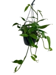 Epipremnum pinnatum blue form - L