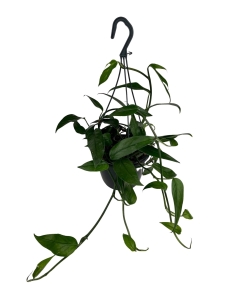  Epipremnum pinnatum blue form - L