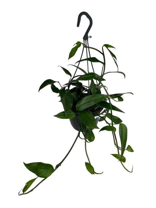 Epipremnum pinnatum blue form - L