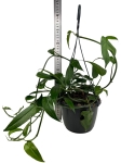Epipremnum pinnatum blue form - L
