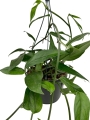 Epipremnum pinnatum blue form - L
