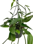 Epipremnum pinnatum blue form - L
