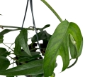 Epipremnum pinnatum blue form - L
