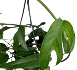 Epipremnum pinnatum blue form - L