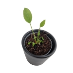 Anthurium gracile Red Pearl - S