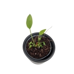 Anthurium gracile Red Pearl - S