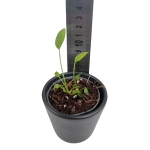 Anthurium gracile Red Pearl - S