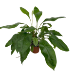 Anthurium gracile Red Pearl - zdjęcie poglądowe gatunku