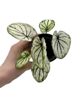 Caladium Saga