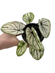 Caladium Saga