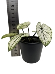 Caladium Saga